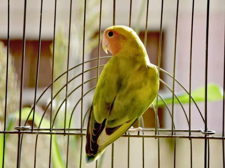 しつけがいらないペットは存在しない？