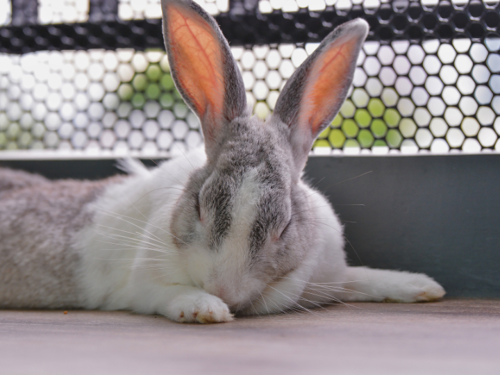 ペットが亡くなった時、いつまでに火葬すればいいの？