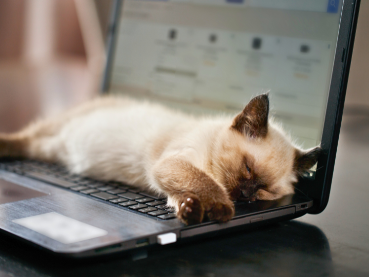 ペットとの暮らし：私の愛猫との15年間