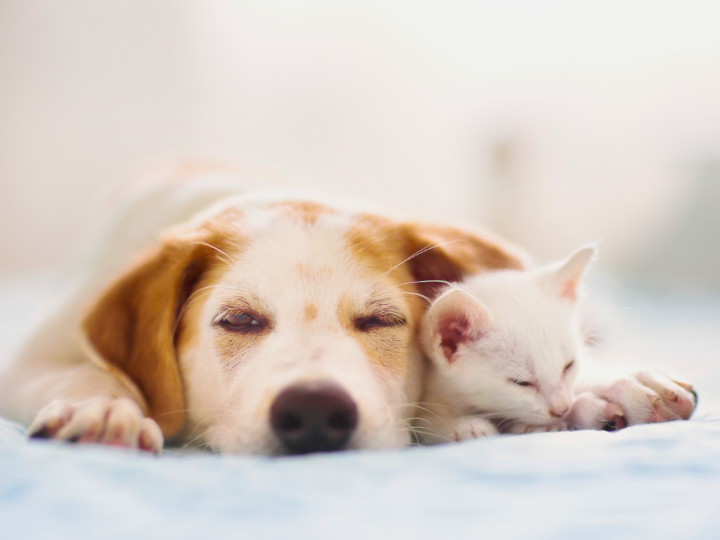 ペット火葬のメリットとデメリット