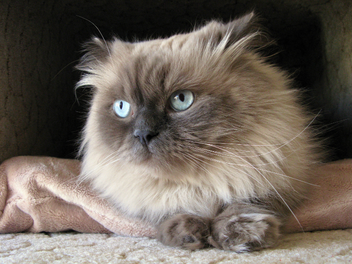 ヒマラヤンの特徴と火葬料金