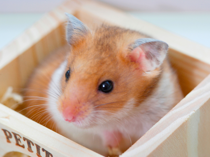 【比較】ペット火葬の種類と選び方。後悔しないために知っておくべきポイント