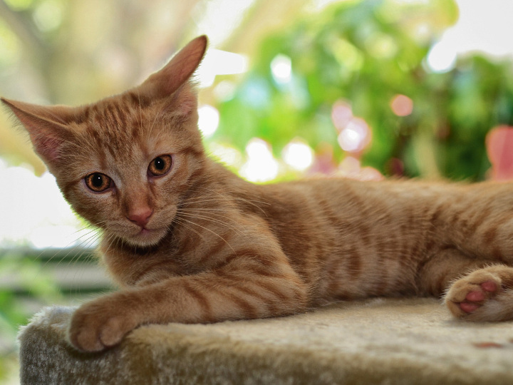 ヨーロピアンショートヘアーの特徴と火葬料金