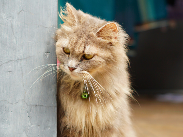 ラガマフィンの特徴と火葬料金