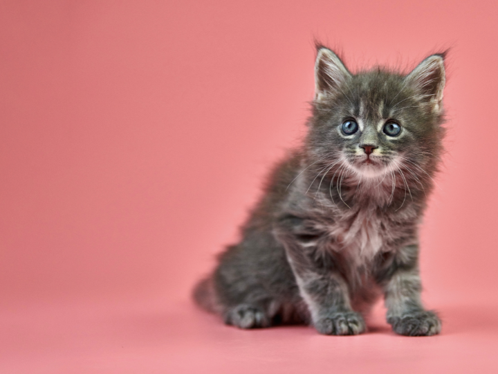 メインクーンの特徴と火葬料金