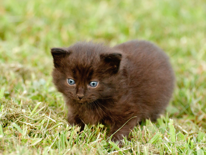 ヨークチョコレートの特徴と火葬料金