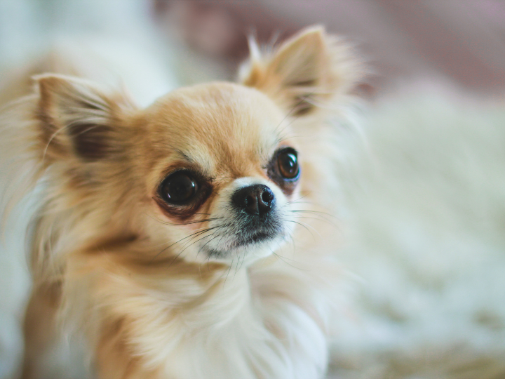 犬の涙やけの原因と対策10選