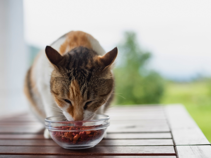 ペット霊園にいつでもお参りができるの？