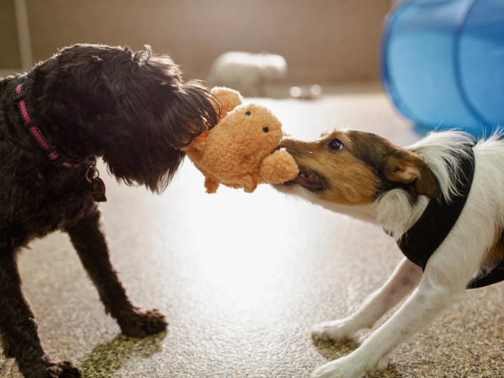 ペット葬儀の予約時に伝えるべきこと
