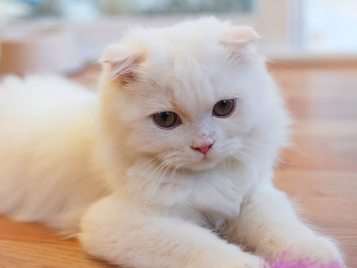 ロングヘアースコティッシュフォールドの特徴と火葬料金