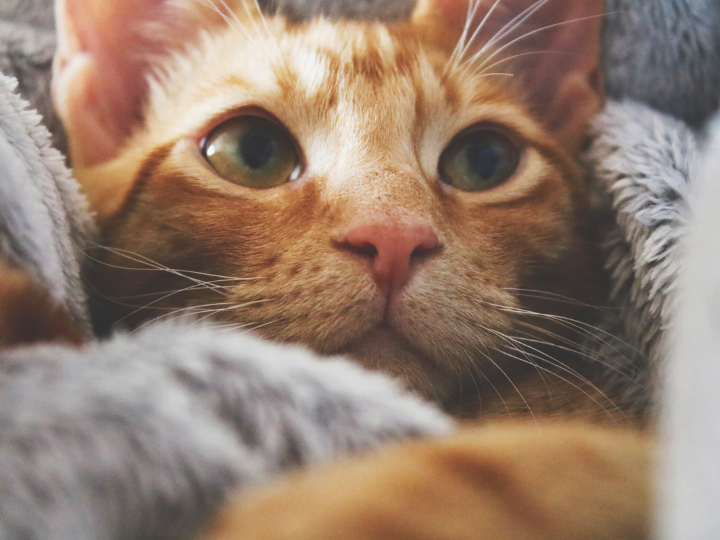 福岡で選べるペット火葬プランの種類と特徴