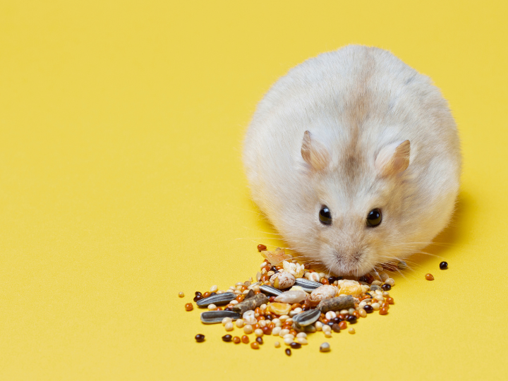 ペット火葬の予約方法と当日の流れ