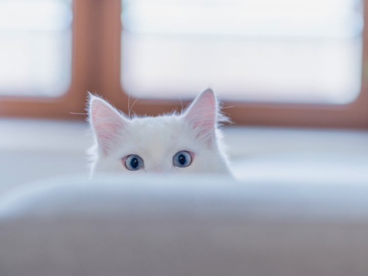 福岡でペット火葬を検討している方へ