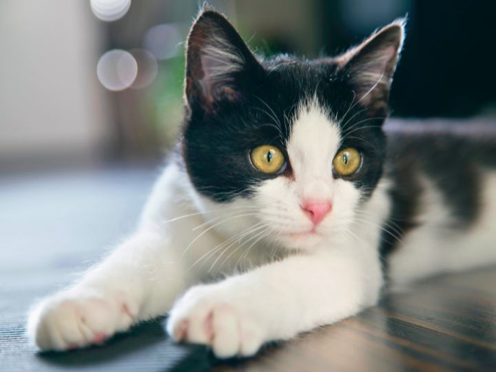 ペット火葬は必要？