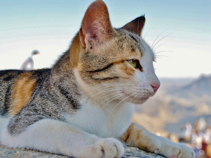 2024年10月明光寺定例法要会