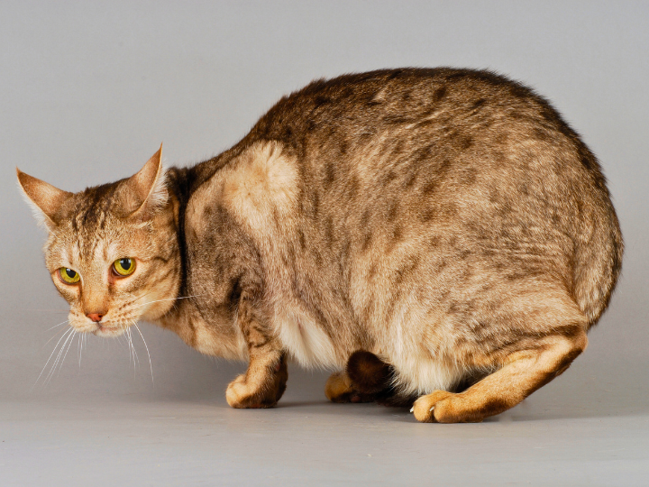 オシキャットの特徴と火葬料金