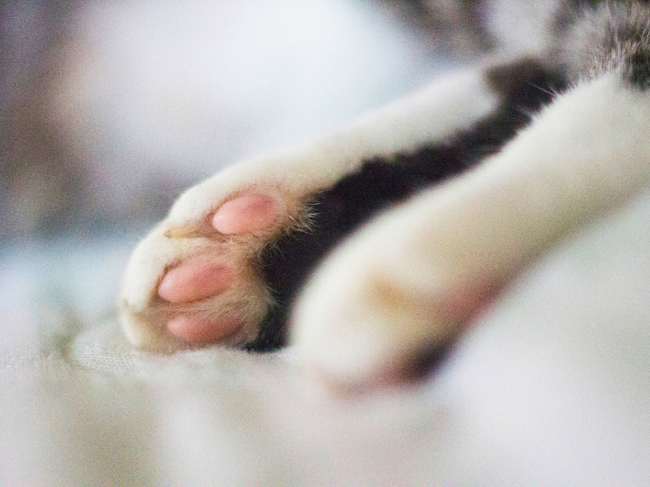 オホースアズーレスの特徴と火葬料金