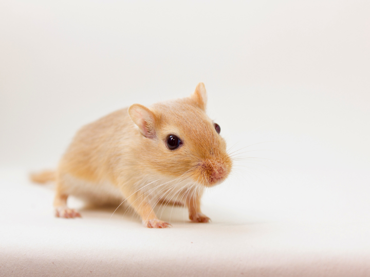 ペット霊園とは？大切な家族を安らかに見送る場所