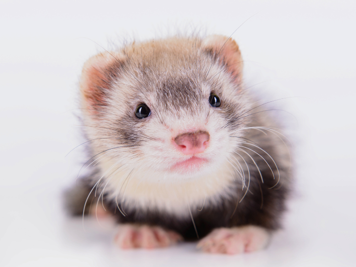 ペットのための適切な供養方法とは？供養の種類と選び方