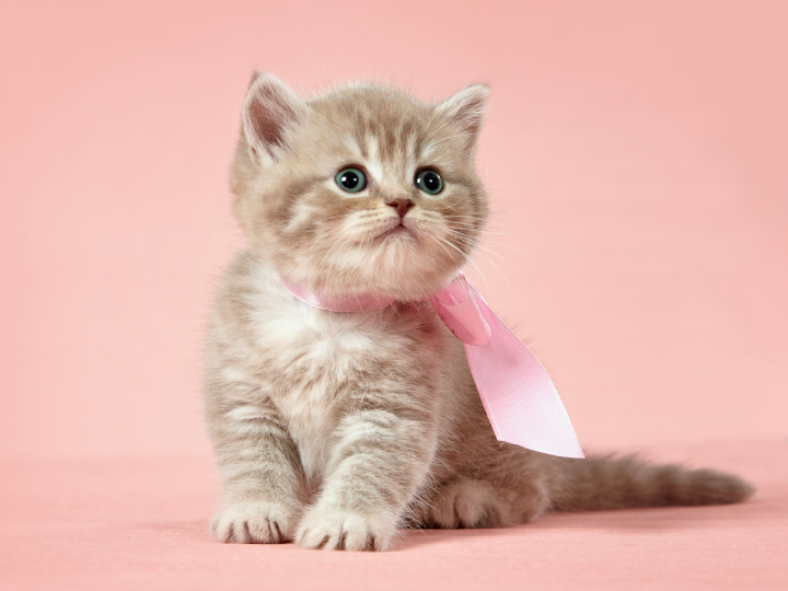 ペットの火葬について知っておきたいこと