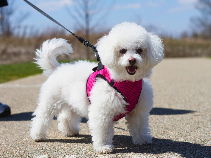 ペットを失った後の心のケア〜ペットロスを乗り越えるために〜