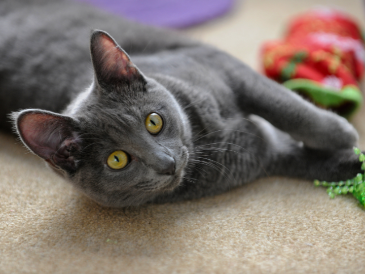 コラットの特徴と火葬料金