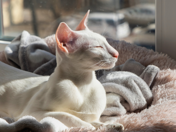 オリエンタルショートヘアーの特徴と火葬料金