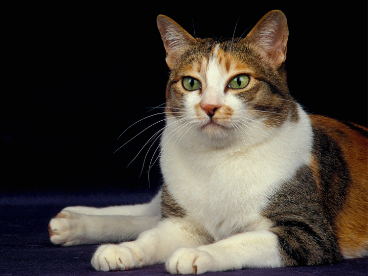 ジャパニーズボブテイルの特徴と火葬料金