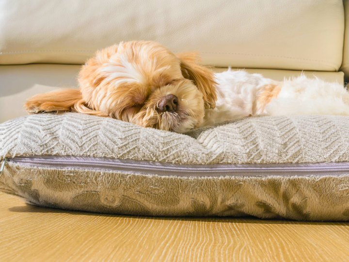 【博多】ペット霊園：葬儀の流れと料金について