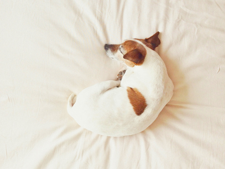 ペットを見送る博多の動愛園：愛犬・愛猫と過ごす最後のひととき