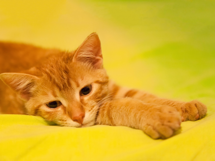 ペットの最後のお別れを博多で：動愛園博多斎場の予約から葬儀の流れ