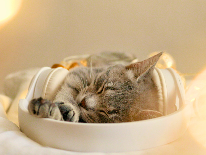 愛犬・愛猫との最後のお別れを大切に