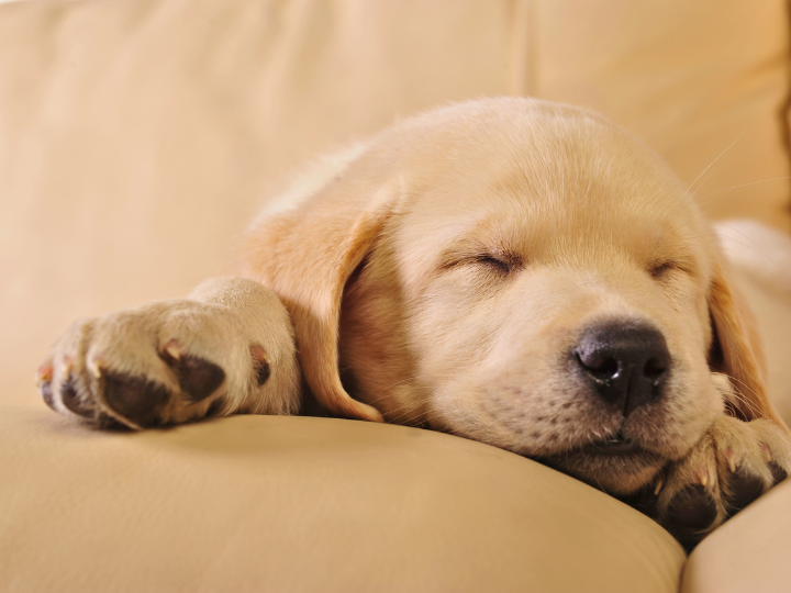 博多でペット葬儀を検討中の方へ：ペットを飼っている方に知っておいてほしい葬儀の知識