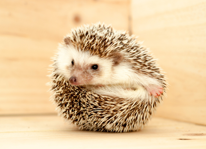 ハリネズミの火葬はできますか？：動愛園 博多斎場