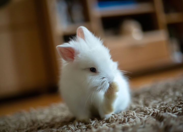 博多でペット火葬をお考えの方へ ：信頼できる業者の選び方とお別れの準備