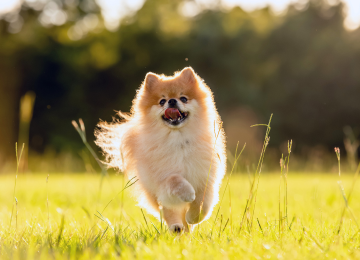 ペットの火葬：小型犬の火葬と供養のポイント