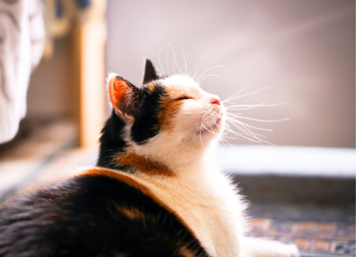 猫の火葬と供養：飼い主が知っておくべきこと