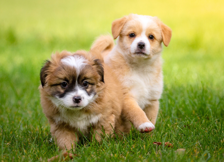 ペット火葬を安く探す方法は？注意点と動愛園のご案内