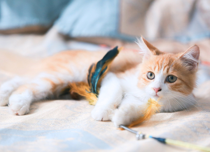 【ペットの一周忌供養とは？】福岡でできる供養方法