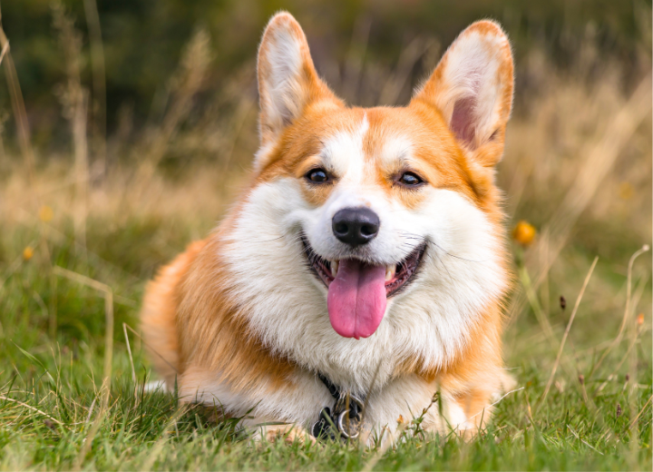 【花粉症シーズン】ペットの花粉対策