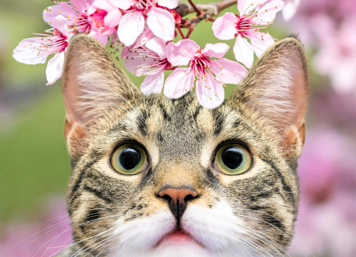 【ペットのストレス対策】春に多い環境変化