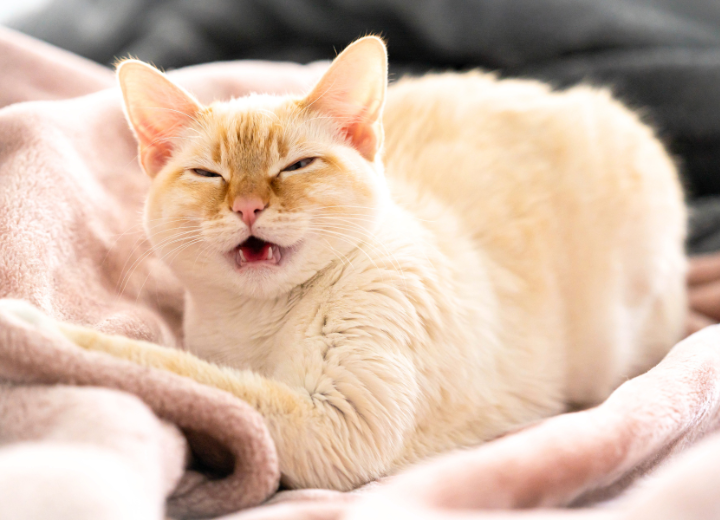 【ペットの花粉症対策】春に増えるアレルギー症状と予防策