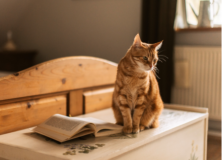 【ペット葬儀でよくある質問】火葬の準備・流れ