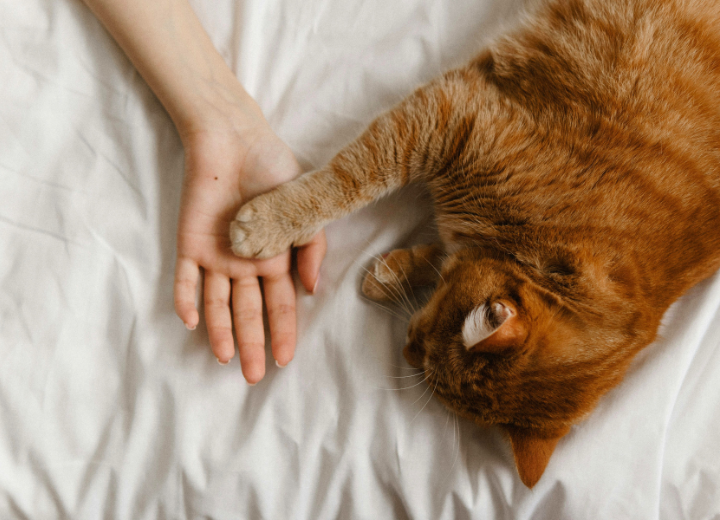 【安心の供養】福岡でペットの供養を考える方へ