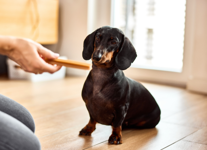 【福岡でのペット火葬】『訪問火葬』と『霊園火葬』の違い