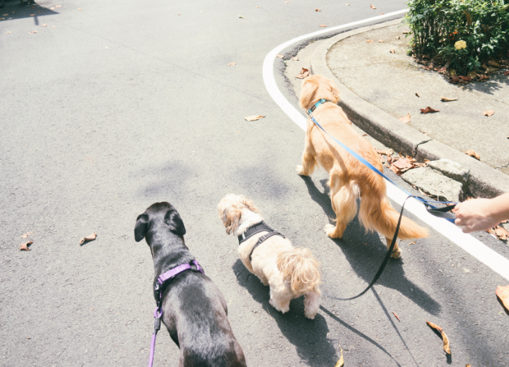 【福岡の桜シーズン】ペットとお花見を楽しむ