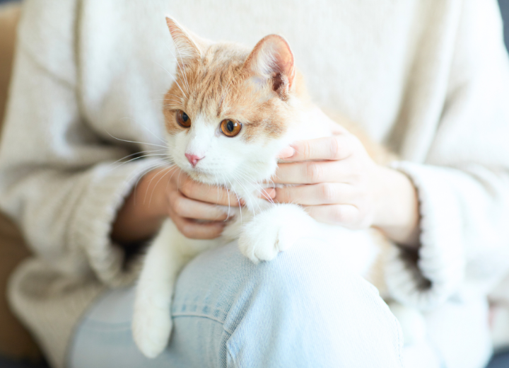 よく聞く言葉「虹の橋」とは？