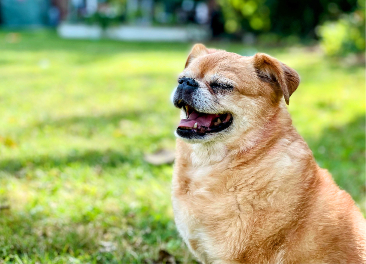 ペットの合同供養と個別供養の違いとは？