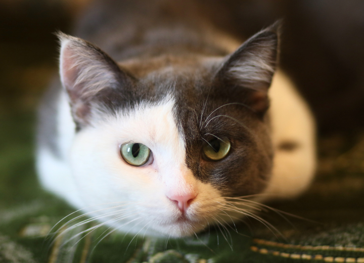 ペット終活とは？生前にできる準備と選択肢