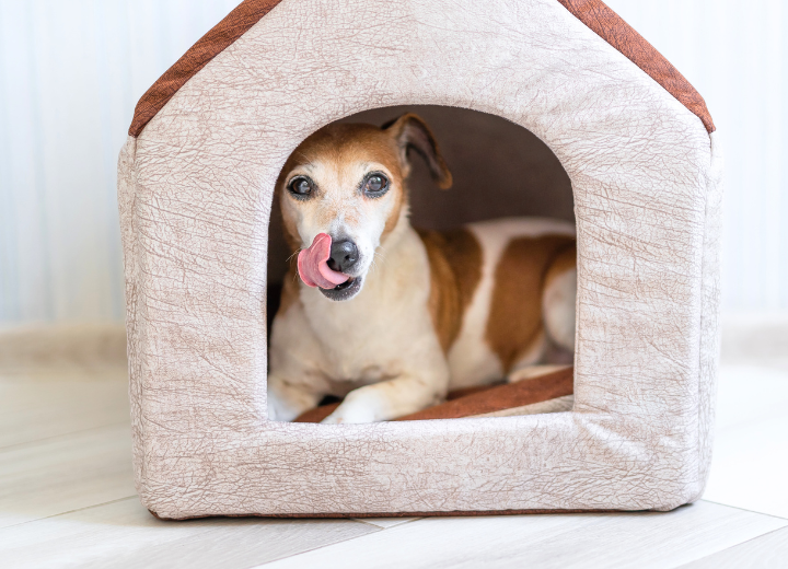 春の環境変化がペットに与えるストレス